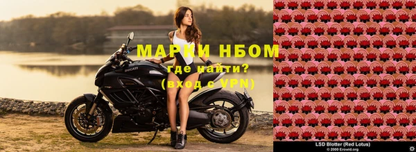 прущие грибы Великий Новгород